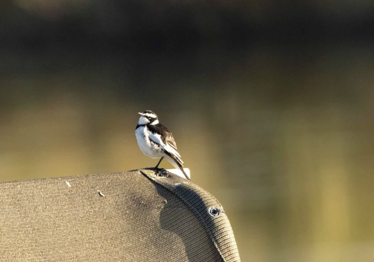African Pied Wagtail - ML620755693