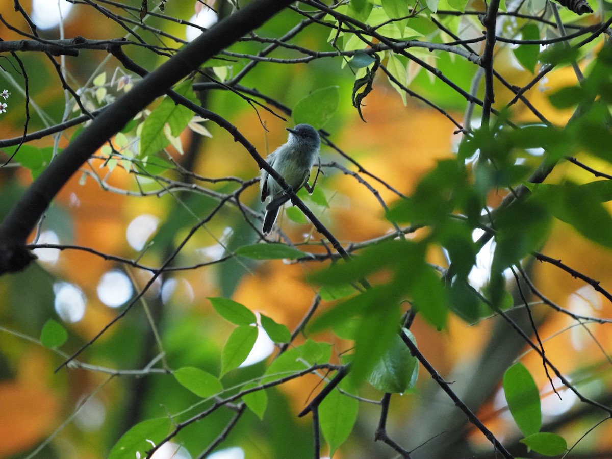 Southern Beardless-Tyrannulet - ML620755700