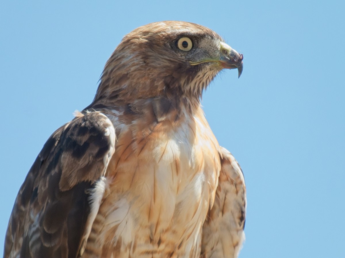 Red-tailed Hawk - ML620755705