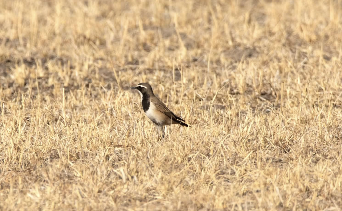 Capped Wheatear - ML620755709