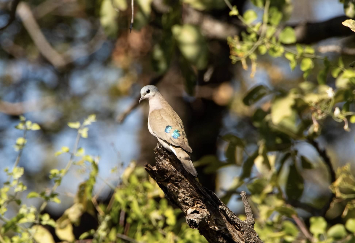 Emerald-spotted Wood-Dove - ML620755714