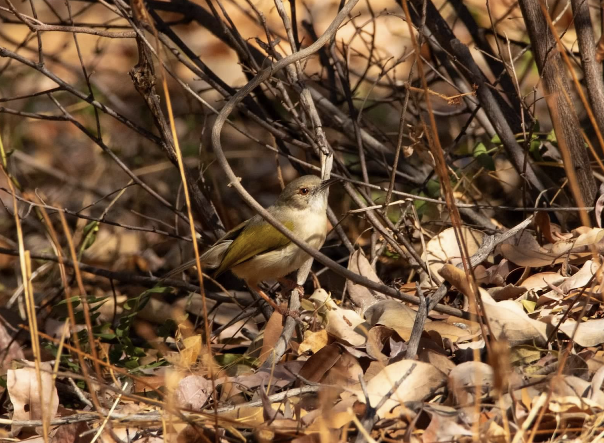 Green-backed Camaroptera - ML620755718