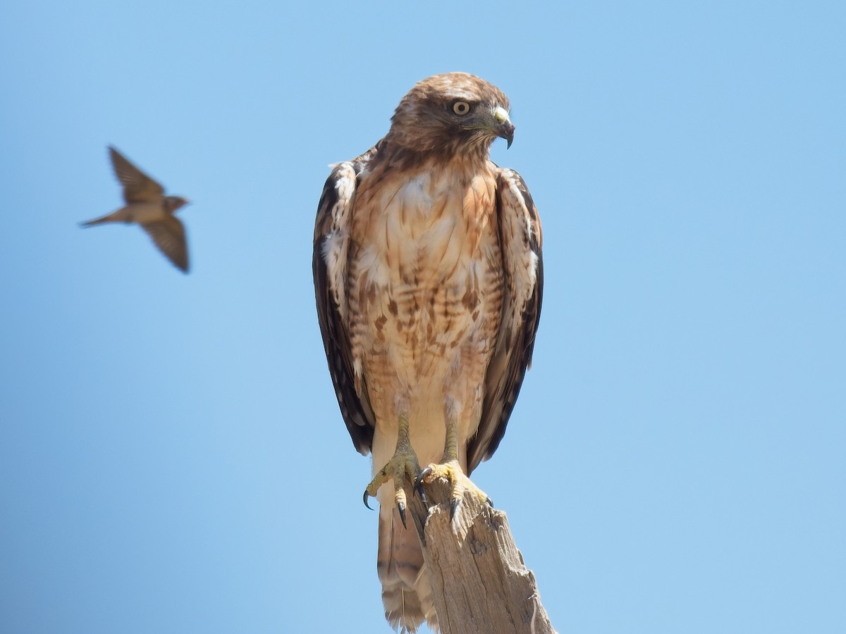 Red-tailed Hawk - ML620755724