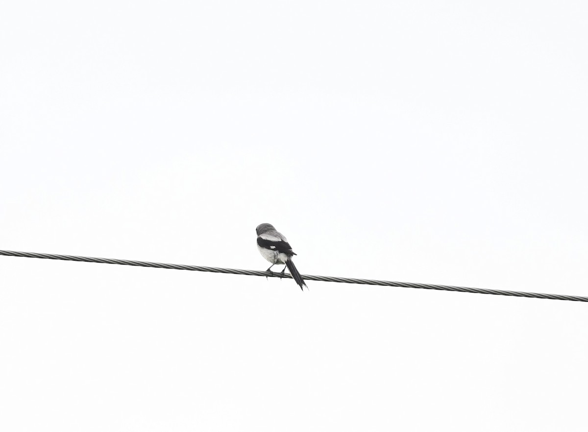 Loggerhead Shrike - ML620755748