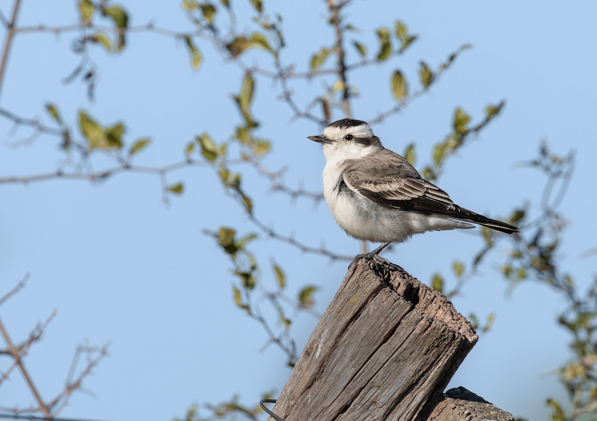 Black-crowned Monjita - ML620755765
