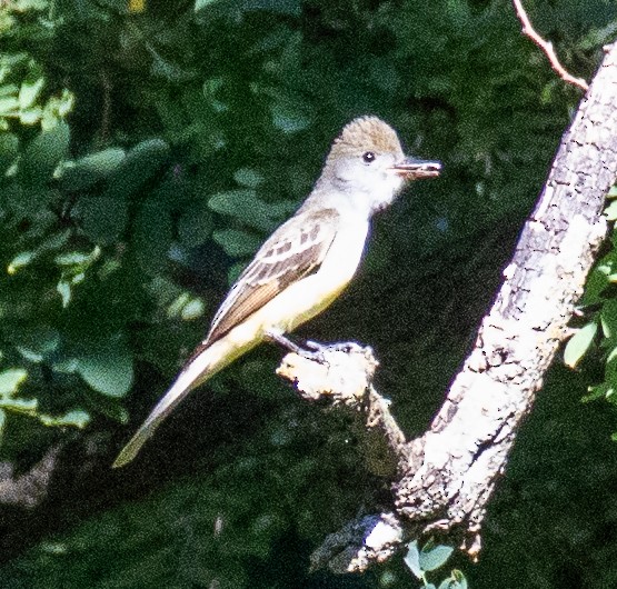 Great Crested Flycatcher - ML620755772