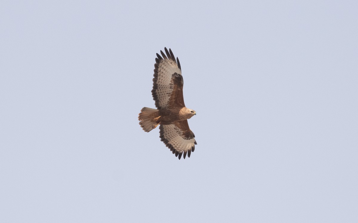 Common Buzzard (Steppe) - ML620755781