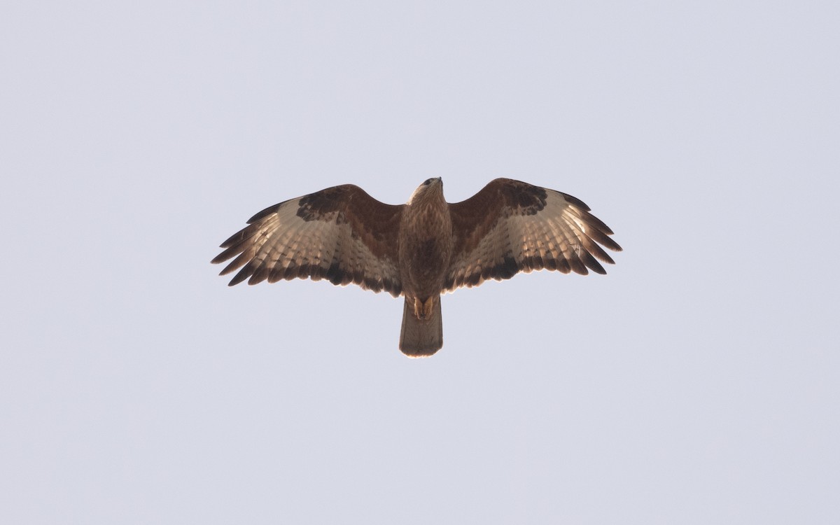 Common Buzzard (Steppe) - ML620755782