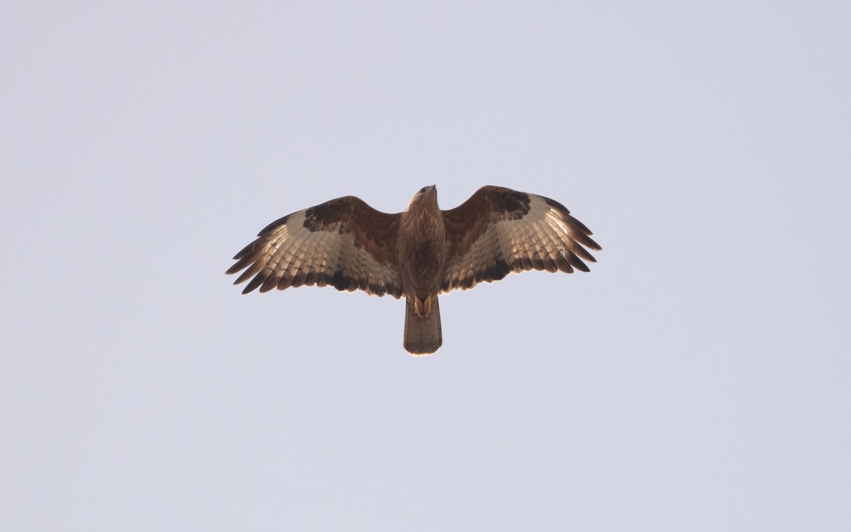 Common Buzzard (Steppe) - ML620755784