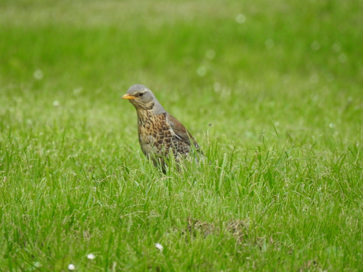 Fieldfare - ML620755790