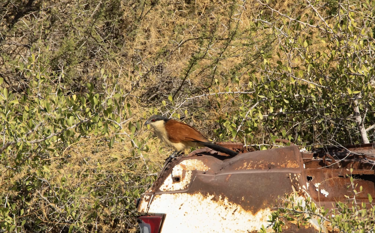 White-browed Coucal - ML620755808