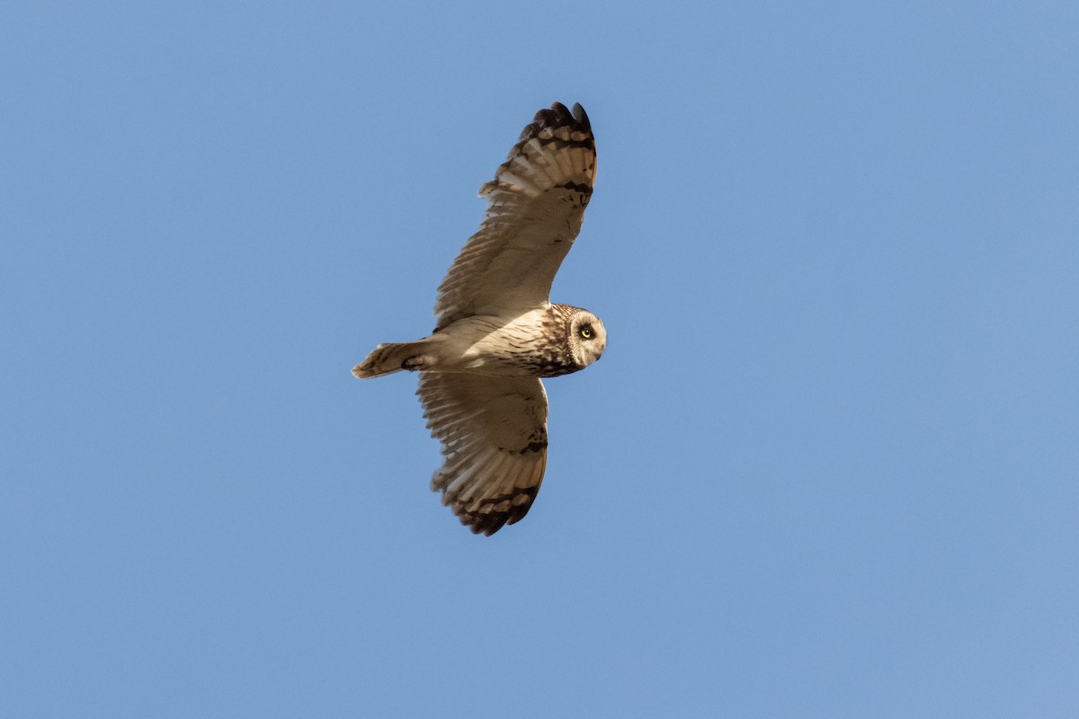 Short-eared Owl - Michal Bagala