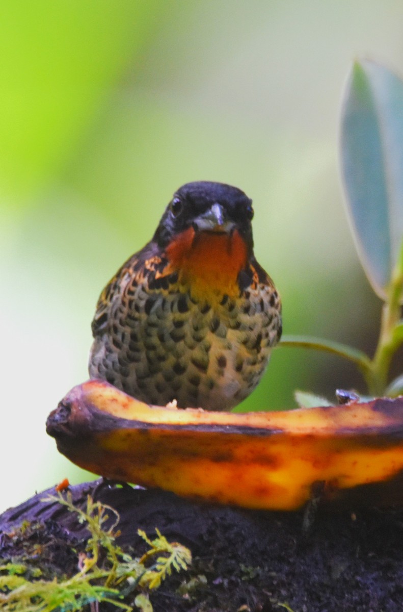 Rufous-throated Tanager - ML620755812