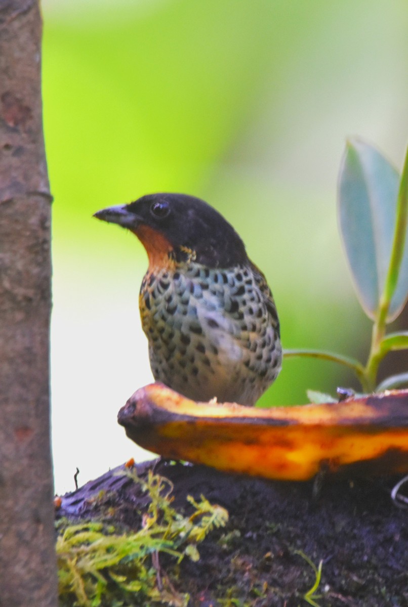 Rufous-throated Tanager - ML620755813