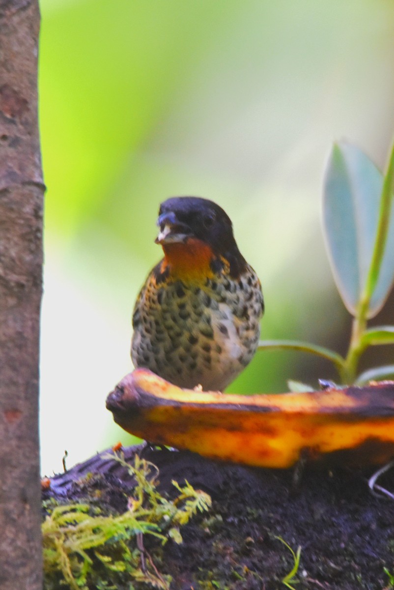Rufous-throated Tanager - ML620755814