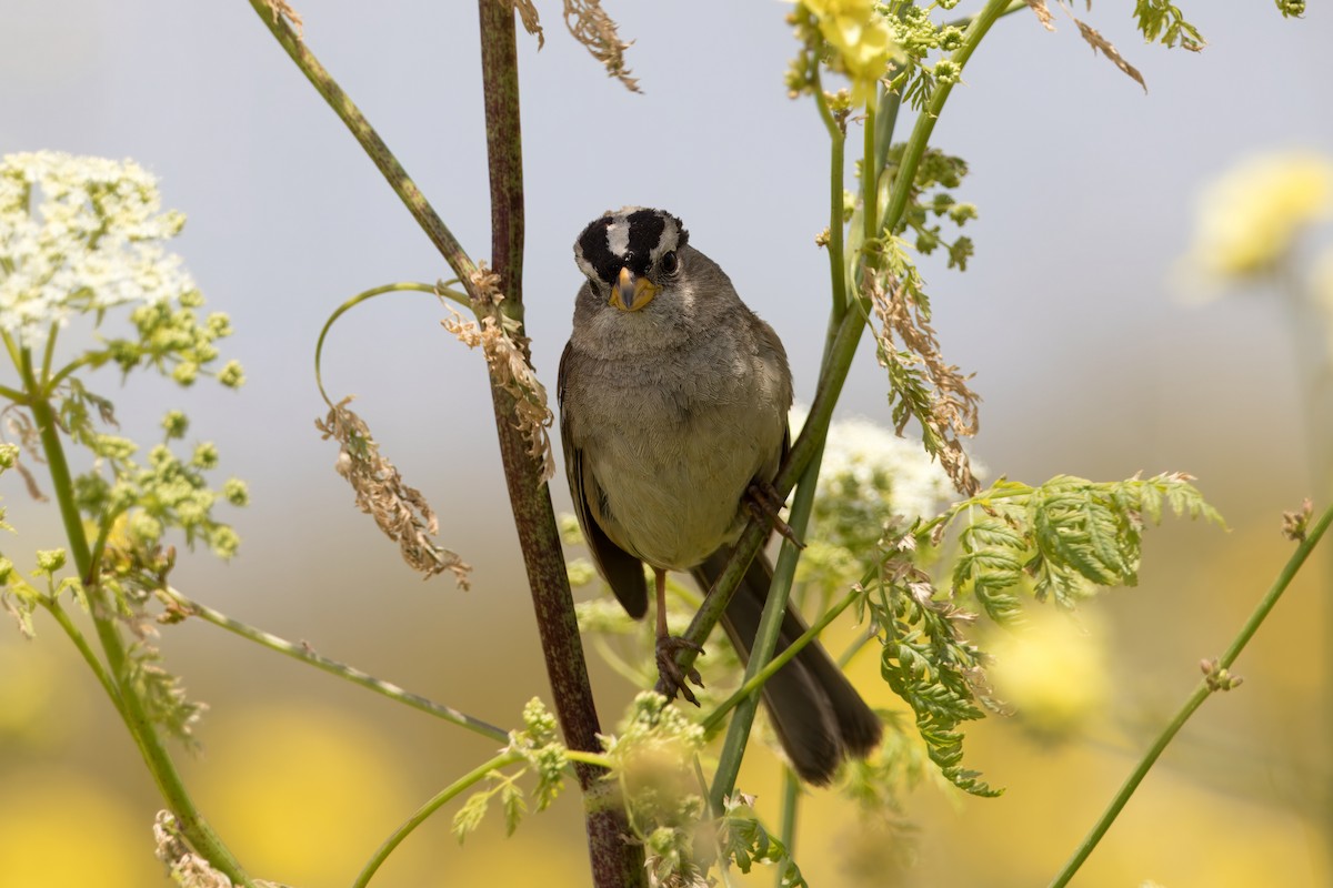 White-crowned Sparrow - ML620755815