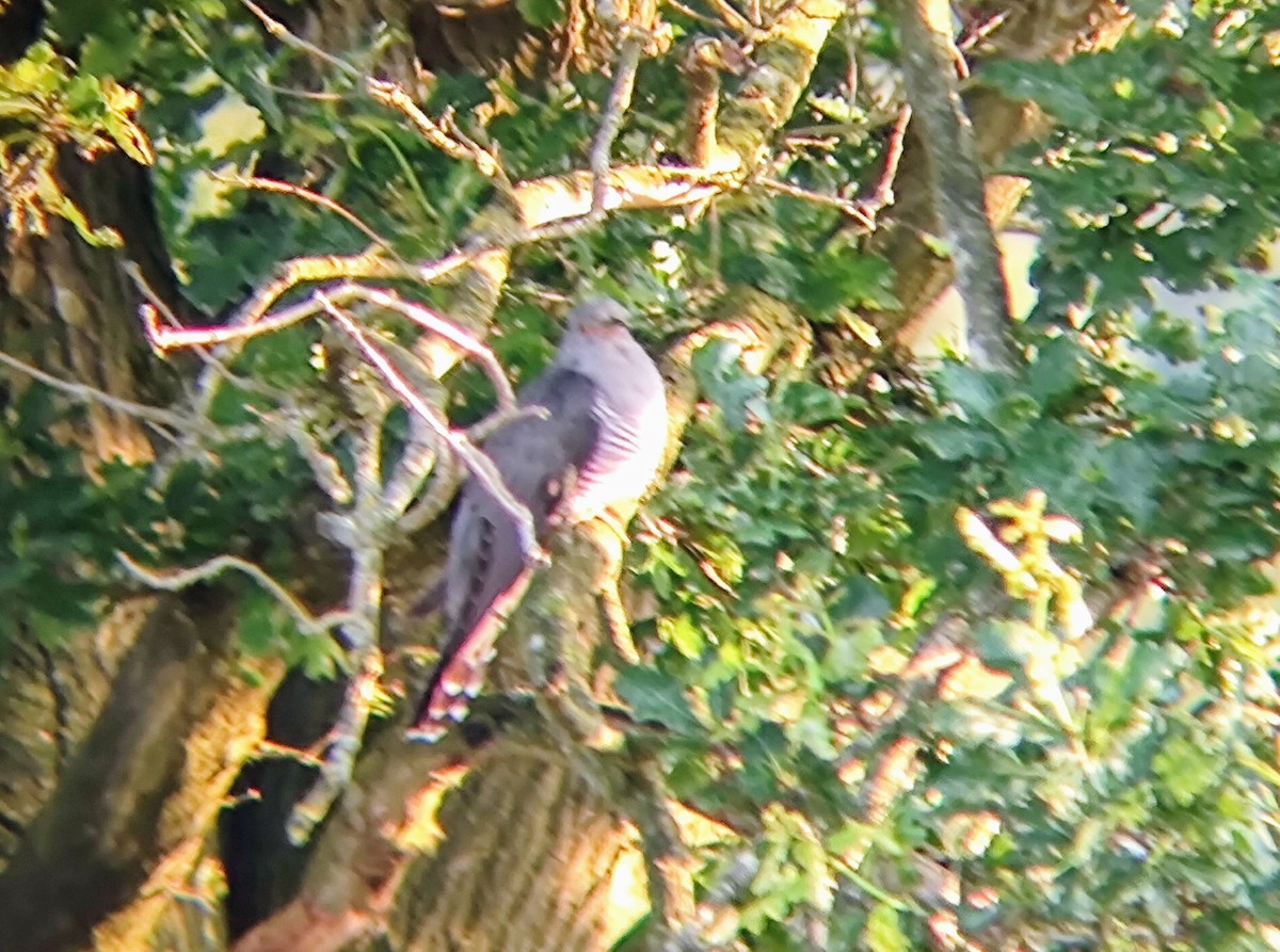 Common Cuckoo - ML620755817