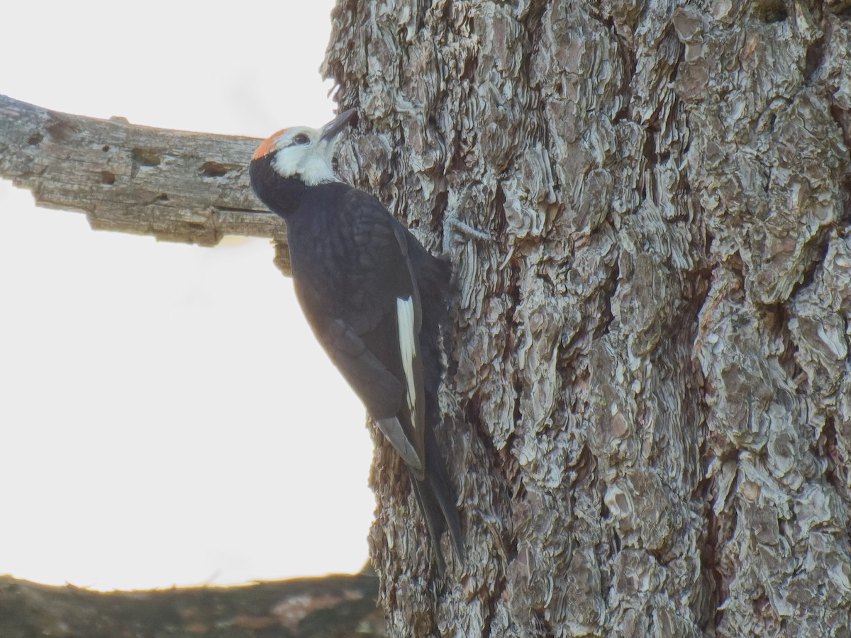 White-headed Woodpecker - ML620755818