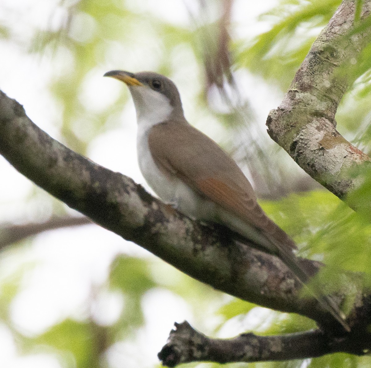 Yellow-billed Cuckoo - ML620755835