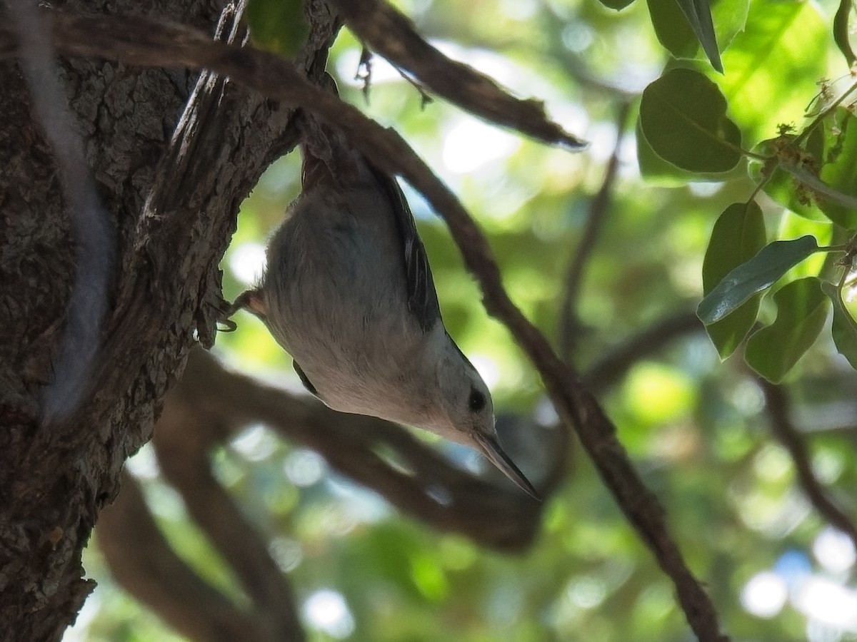 White-breasted Nuthatch - ML620755842