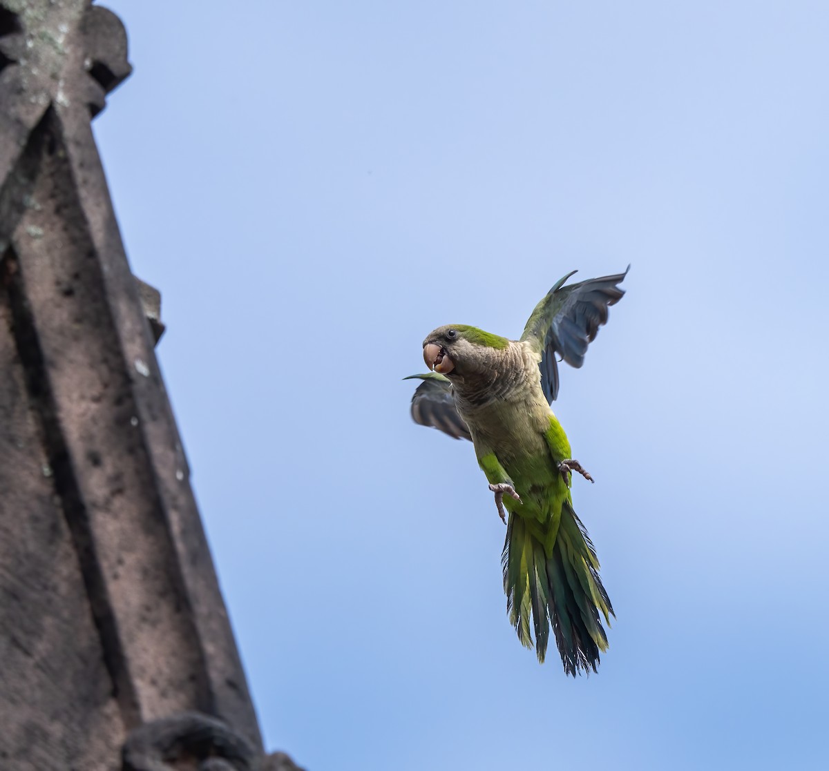 Monk Parakeet - ML620755847