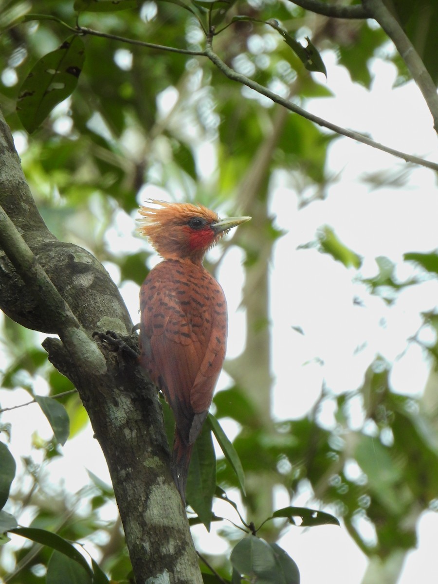 Chestnut-colored Woodpecker - ML620755848