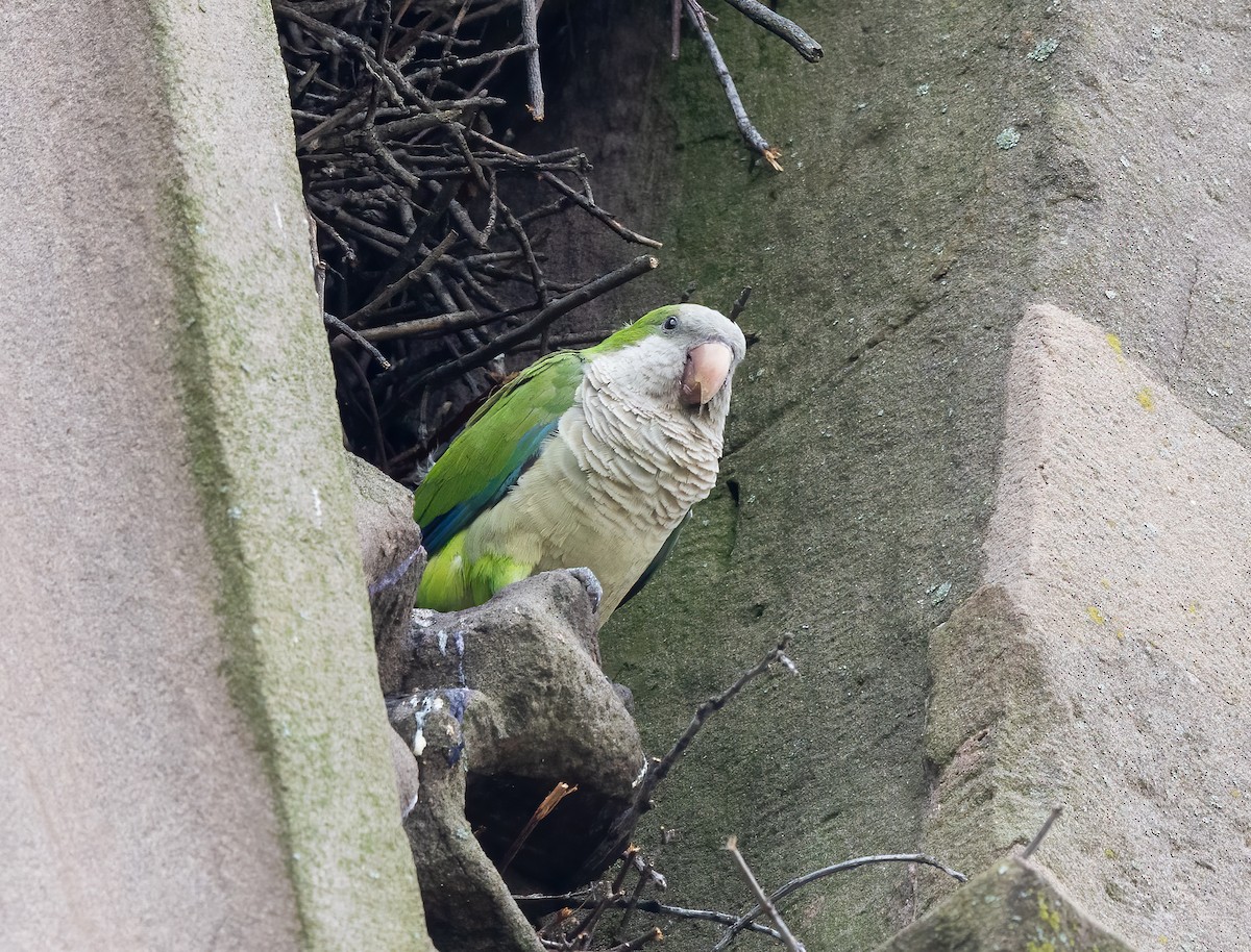 Monk Parakeet - ML620755851