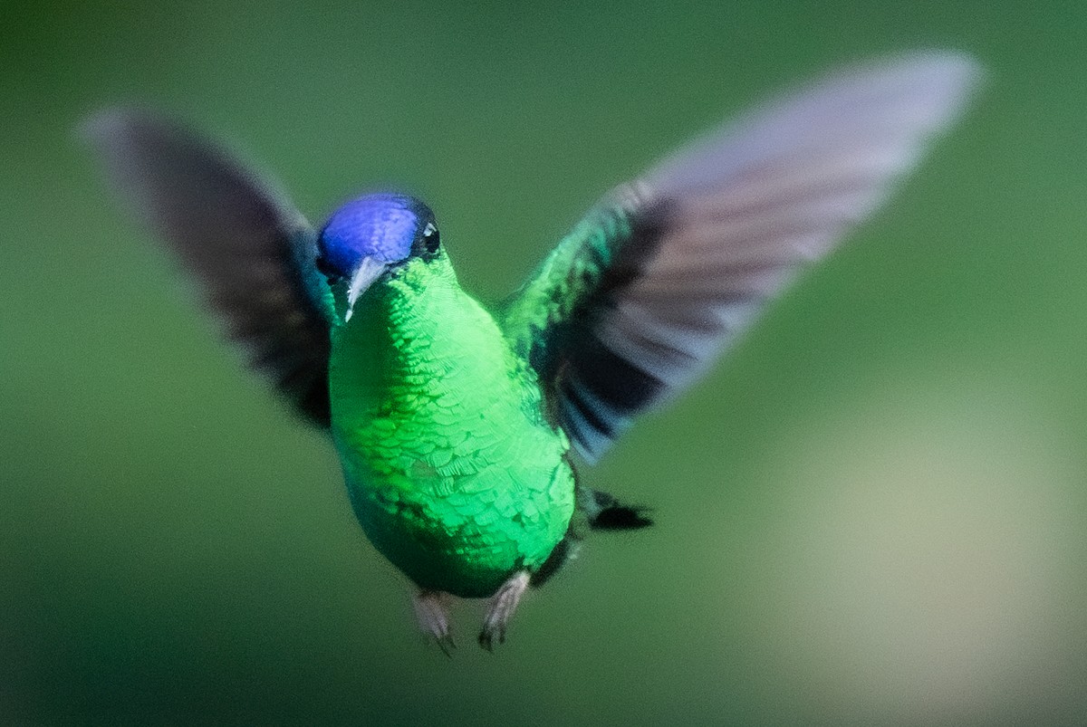 Violet-capped Woodnymph - ML620755858