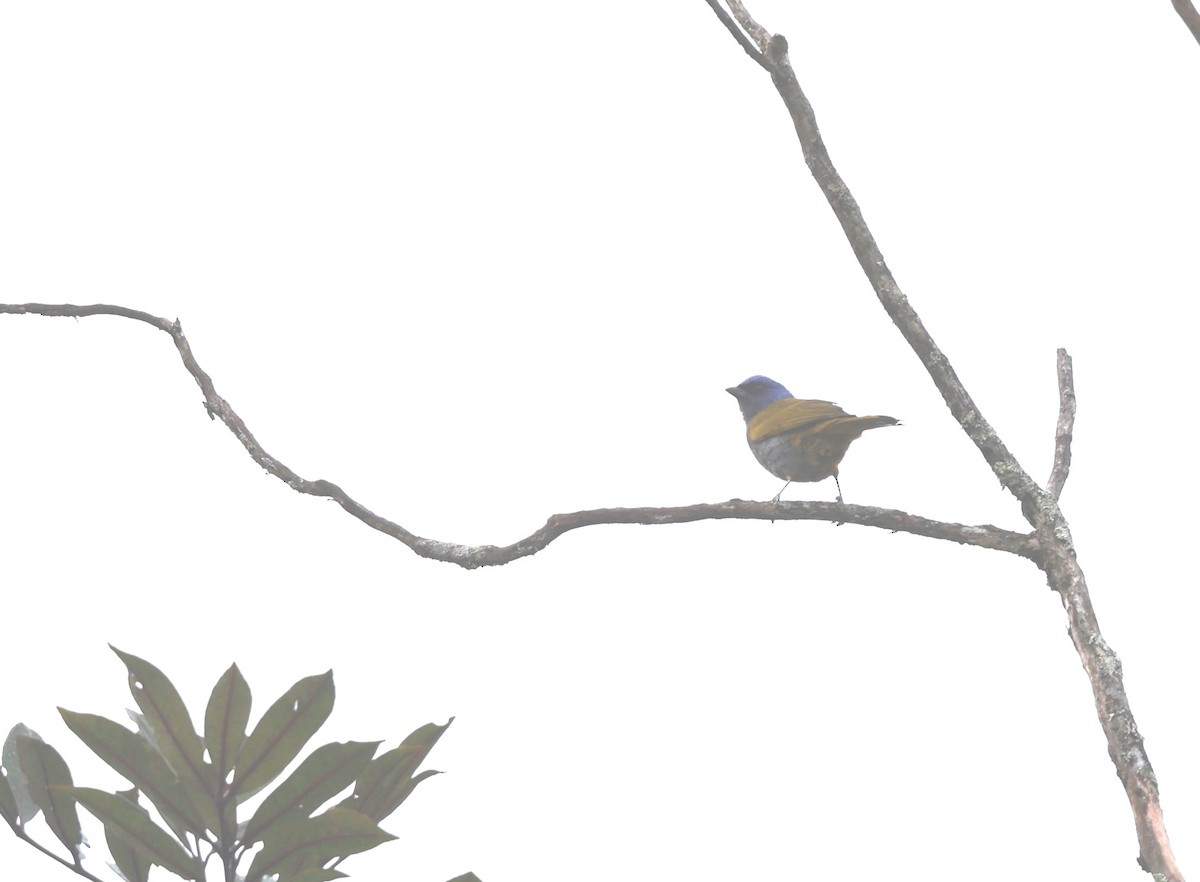 Blue-capped Tanager - ML620755860