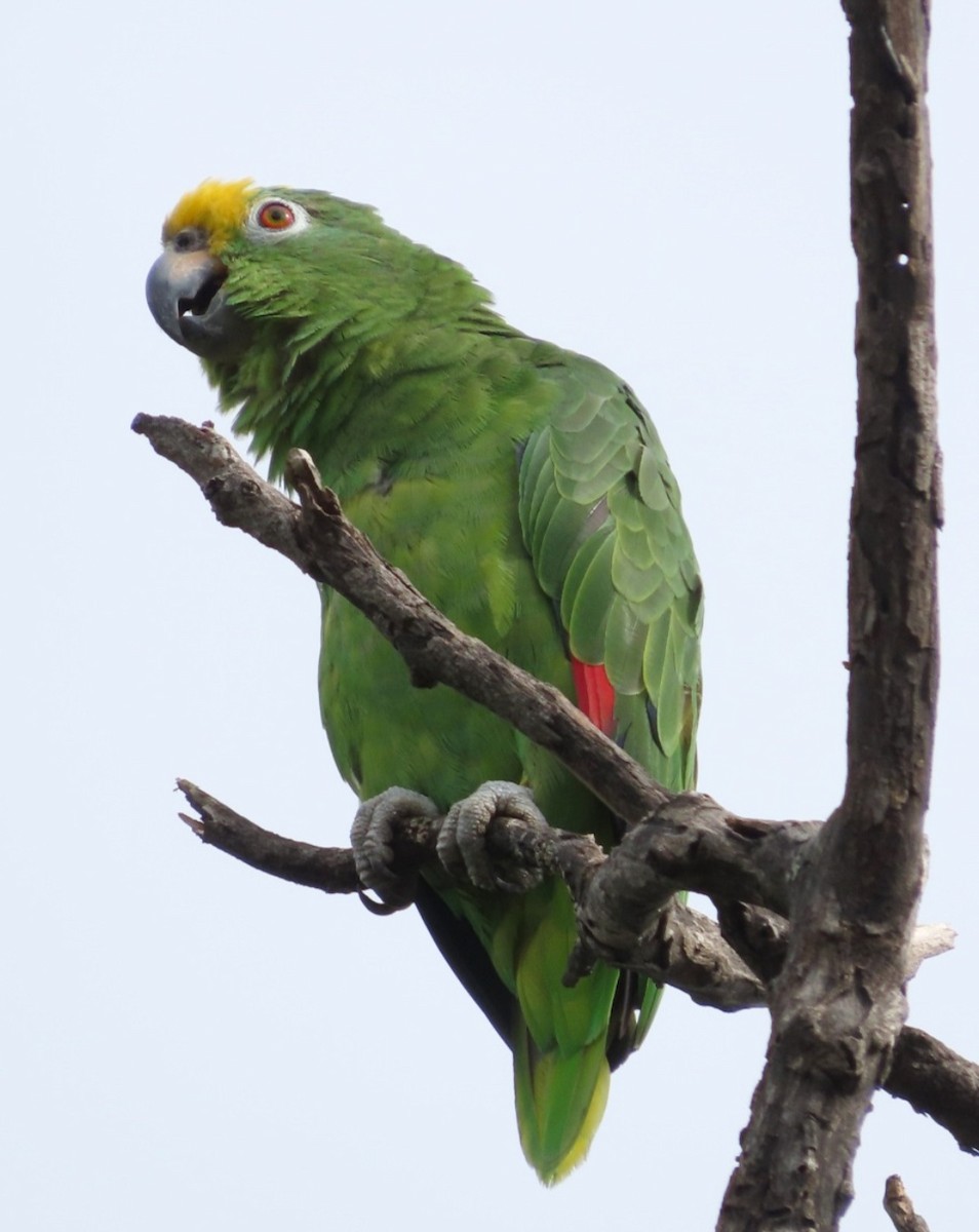 Yellow-crowned Parrot - ML620755867