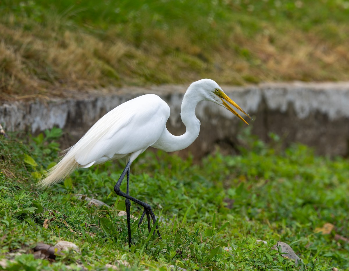 Grande Aigrette - ML620755875