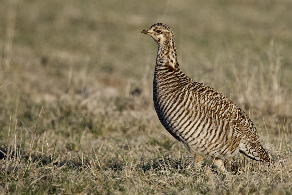 Lesser Prairie-Chicken - ML620755878