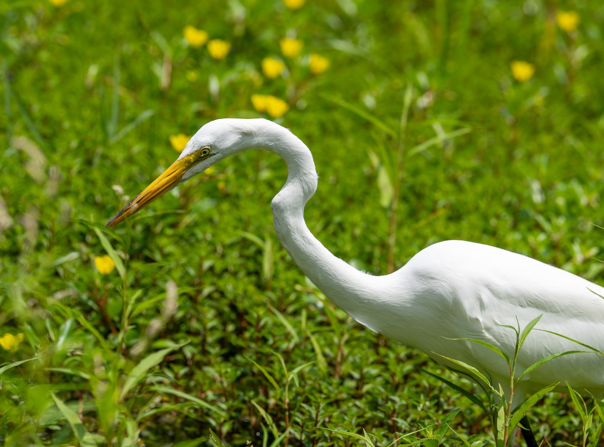 Great Egret - ML620755883