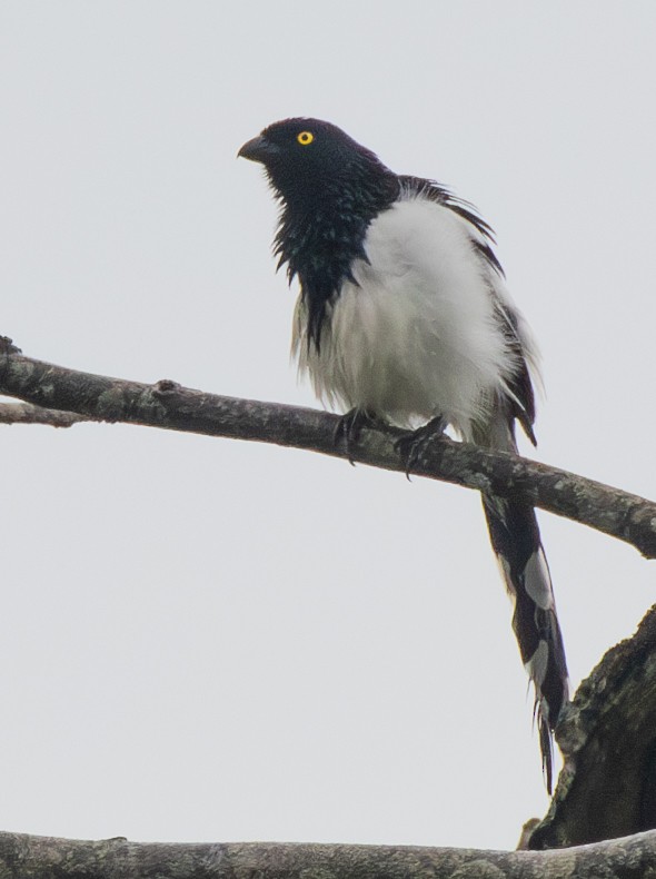 Magpie Tanager - ML620755909