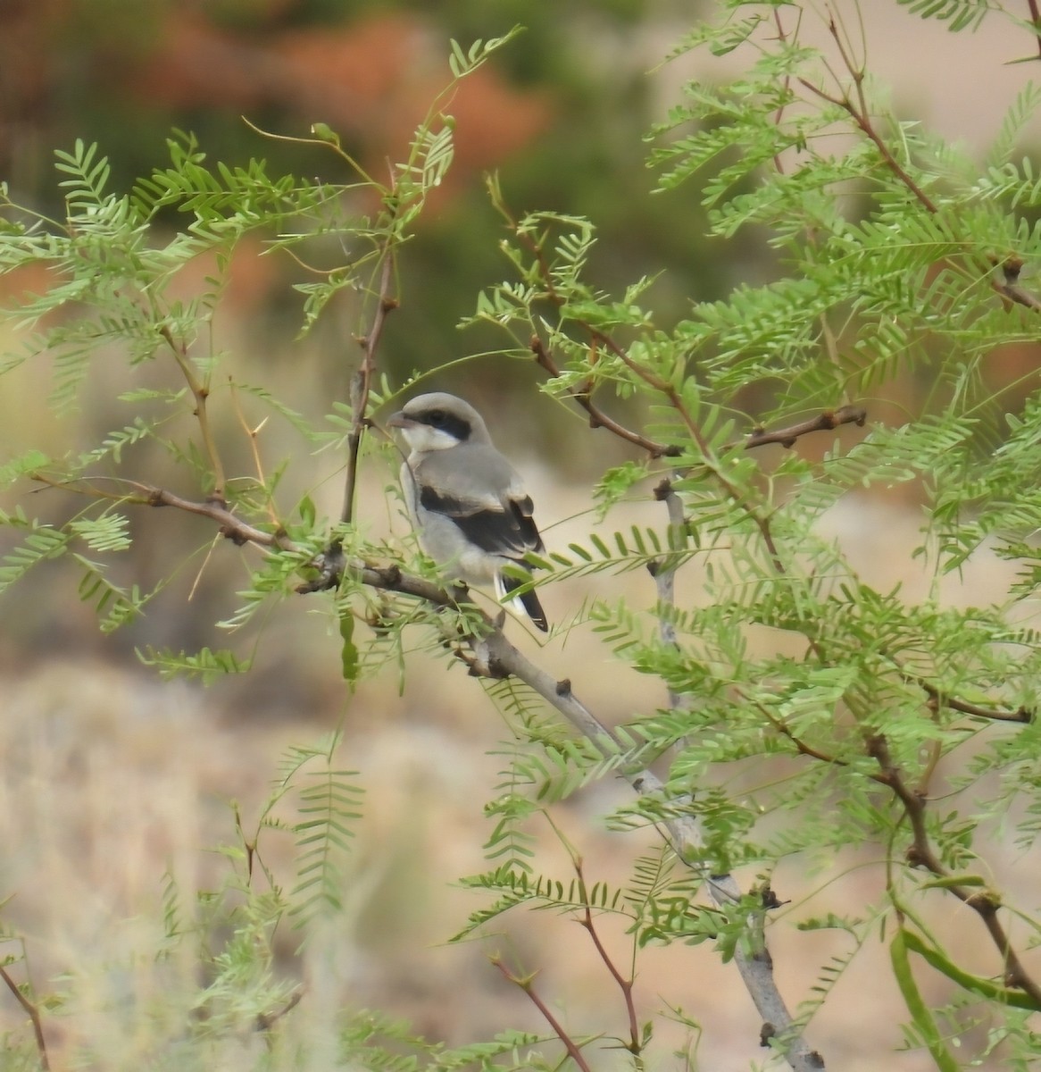 Loggerhead Shrike - ML620755933