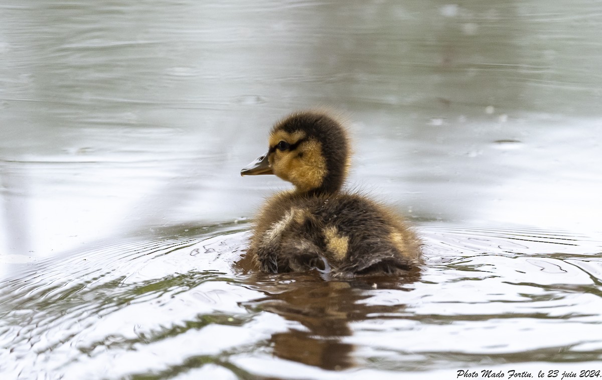 Mallard/American Black Duck - ML620755940