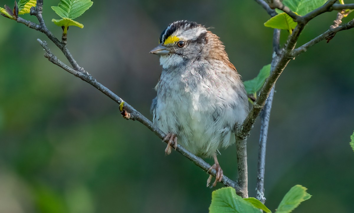White-throated Sparrow - ML620755951