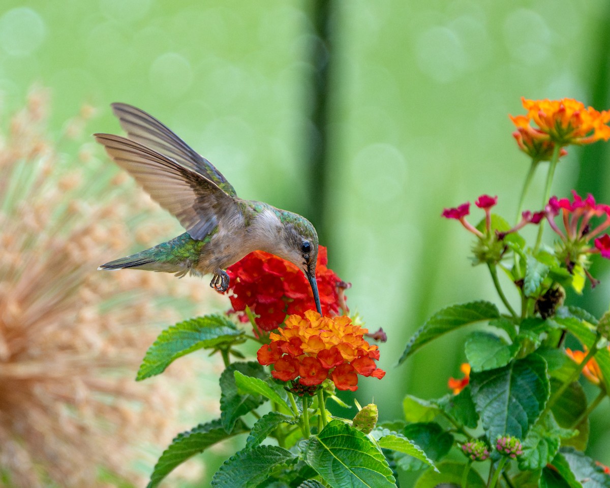 Ruby-throated Hummingbird - ML620755994