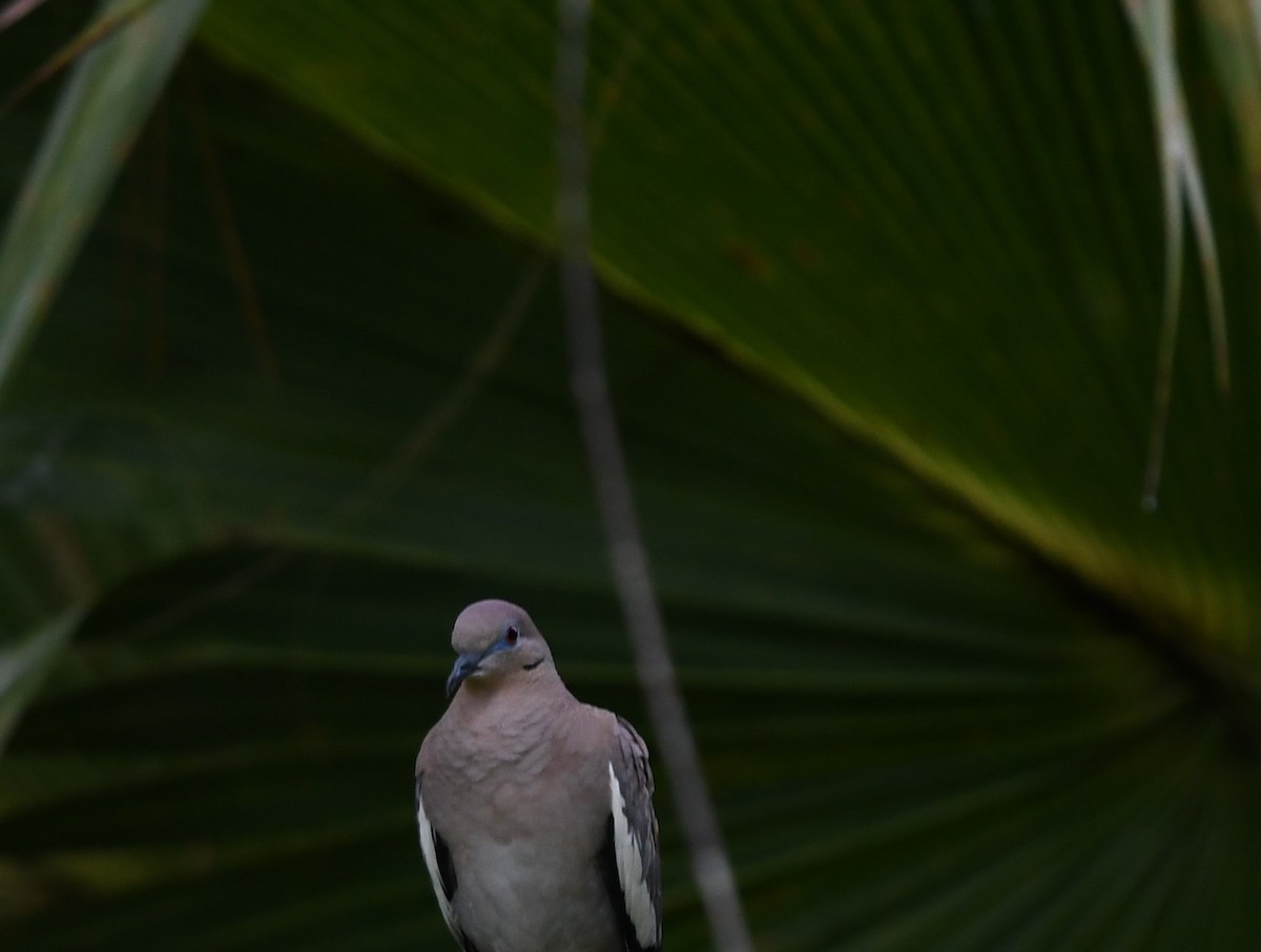 White-winged Dove - ML620755995