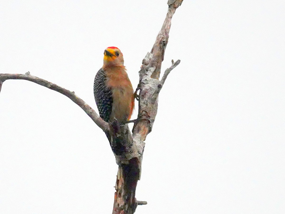 Yucatan Woodpecker - Paul Bartlett