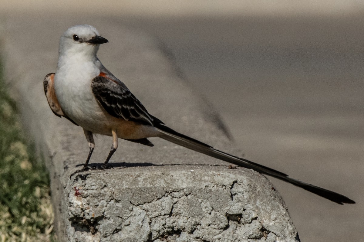 Scissor-tailed Flycatcher - ML620756001