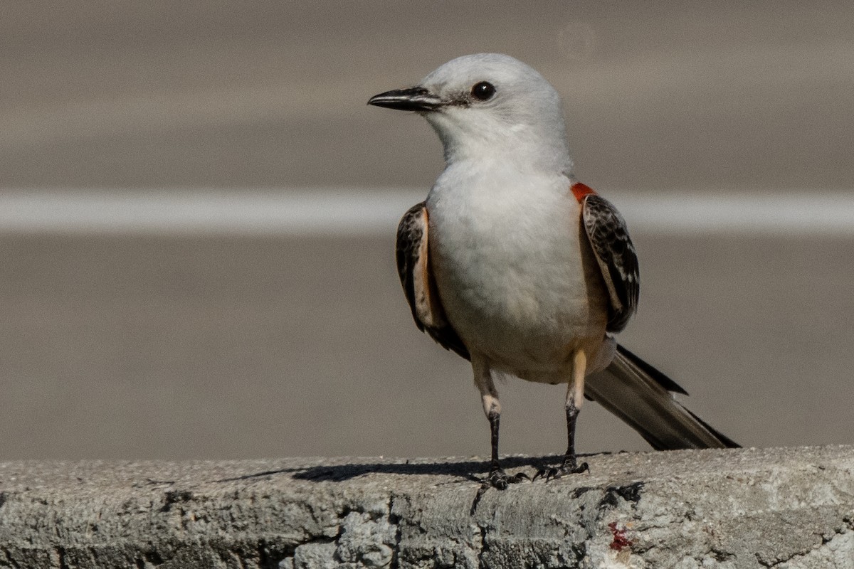 Scissor-tailed Flycatcher - ML620756004