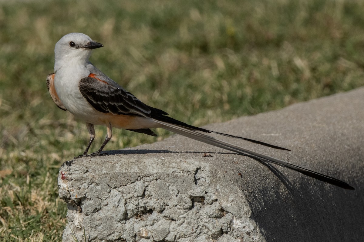 Scissor-tailed Flycatcher - ML620756005