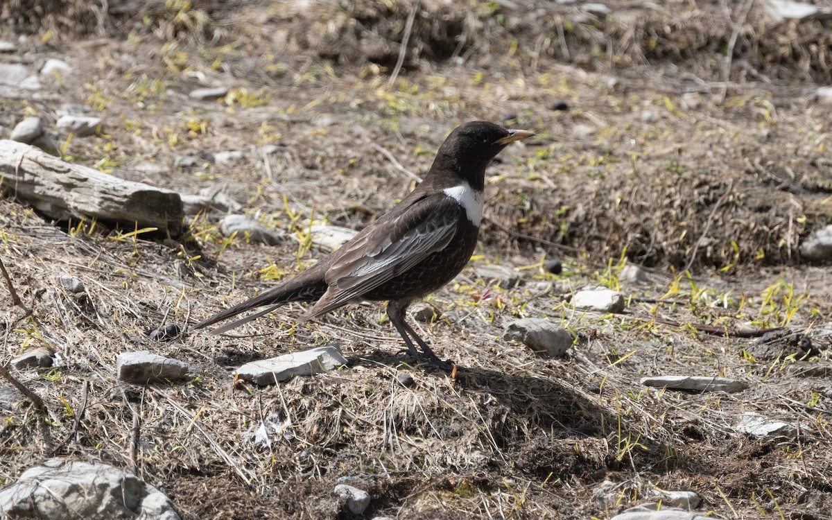 Ring Ouzel - ML620756010