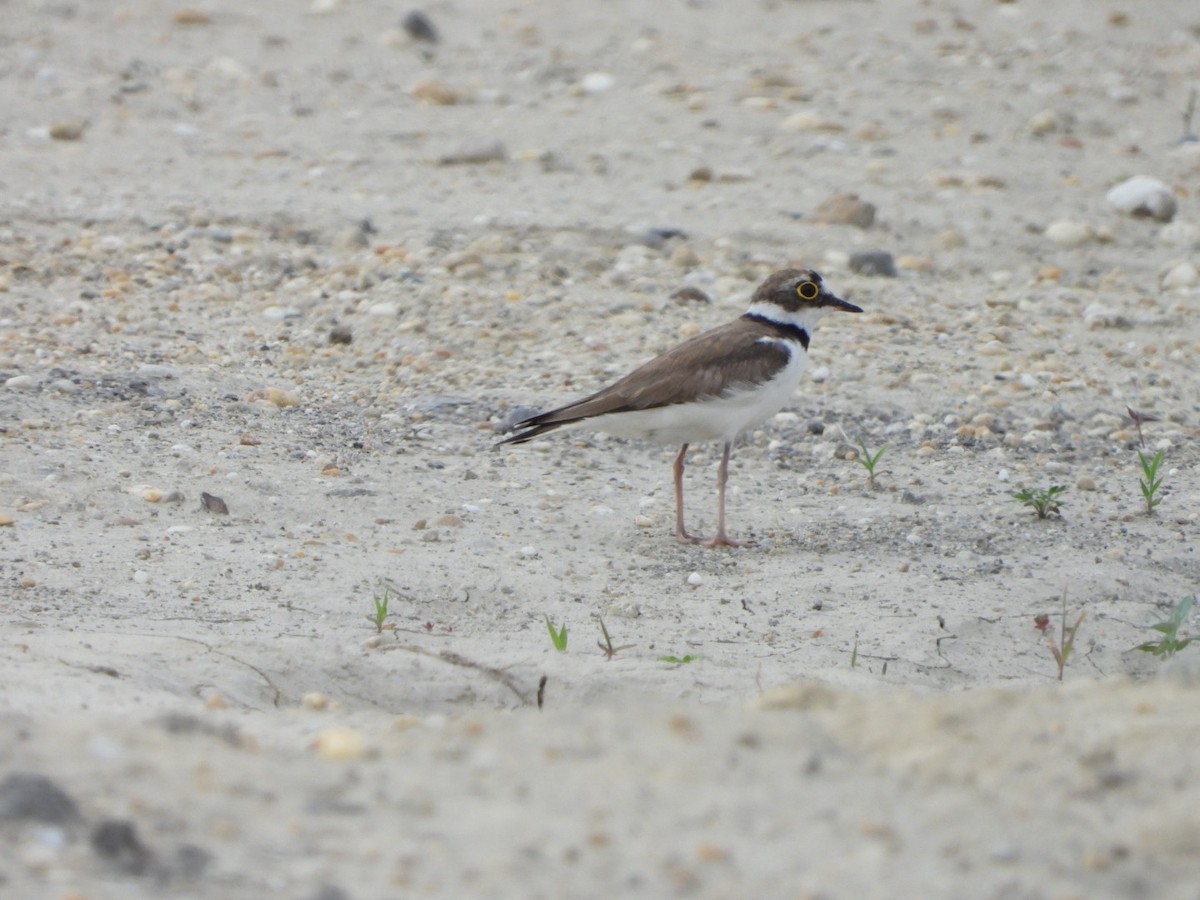 Little Ringed Plover - ML620756017