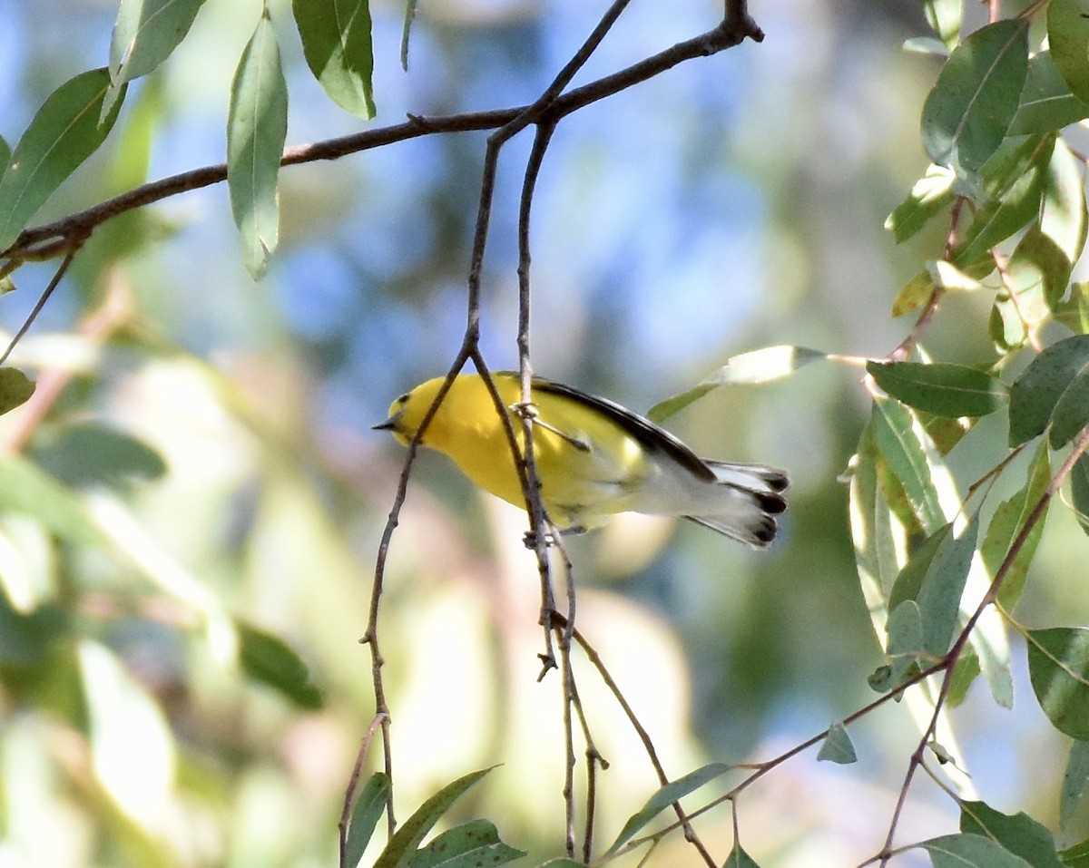 Prothonotary Warbler - ML620756022