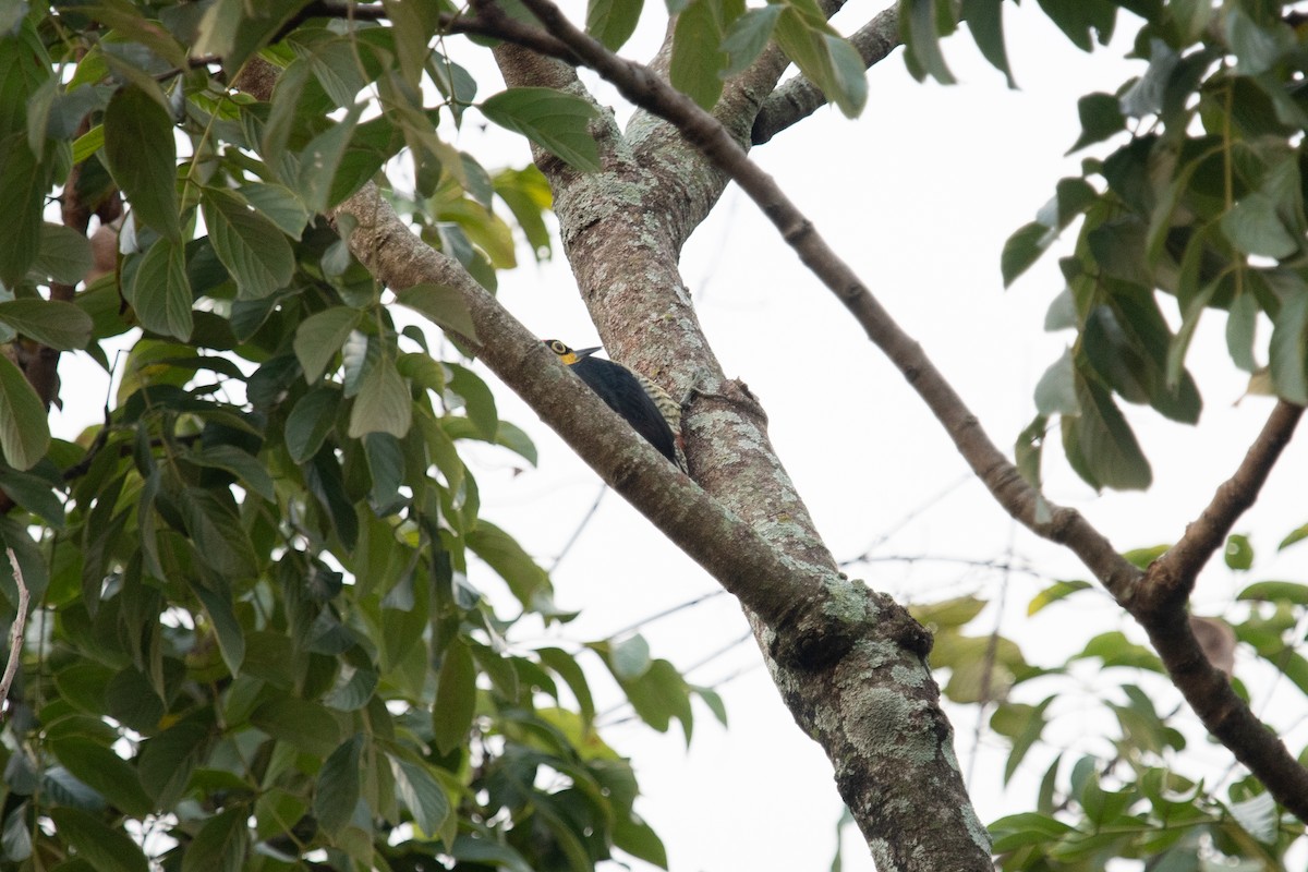 Yellow-fronted Woodpecker - ML620756023