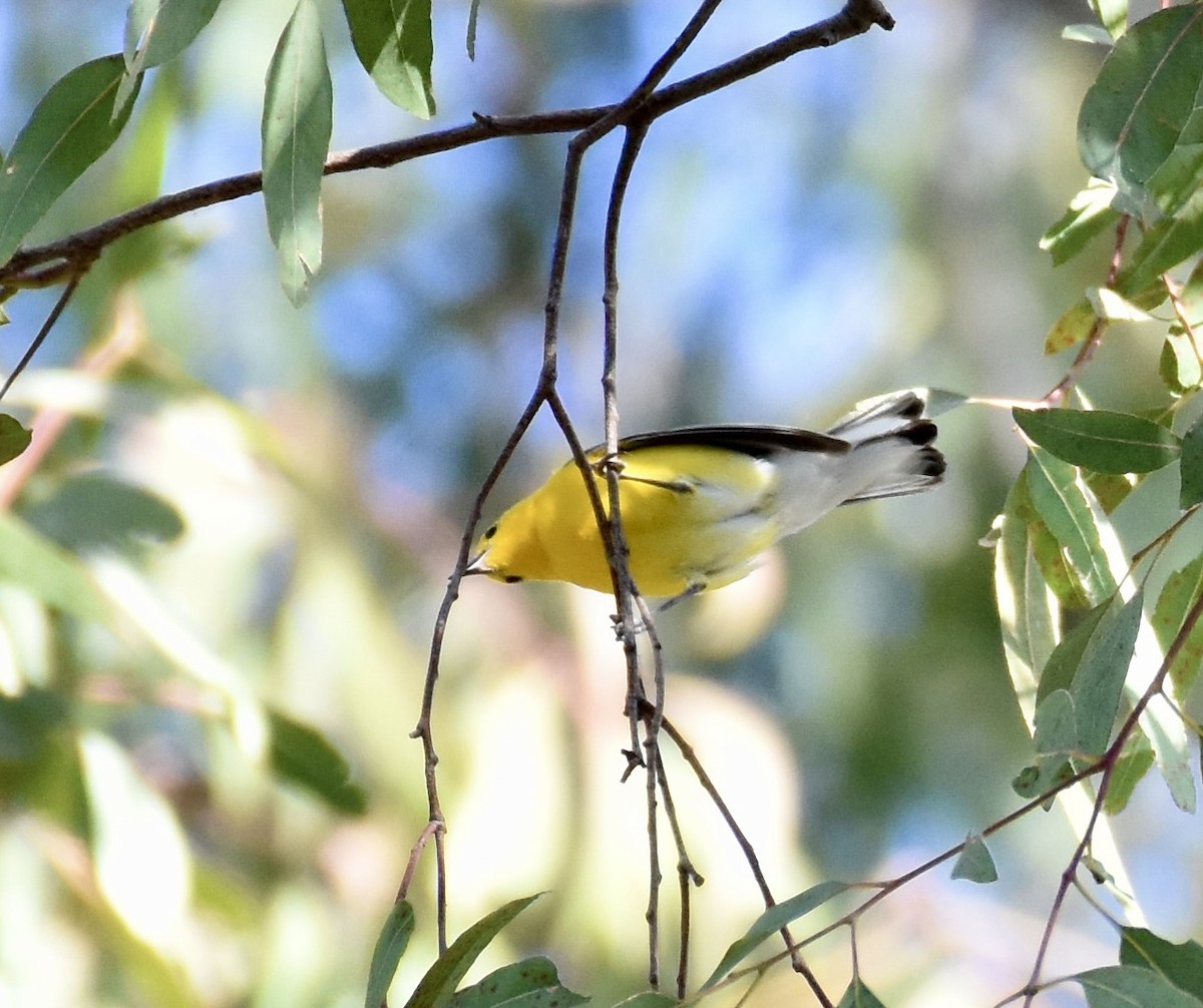 Prothonotary Warbler - ML620756025