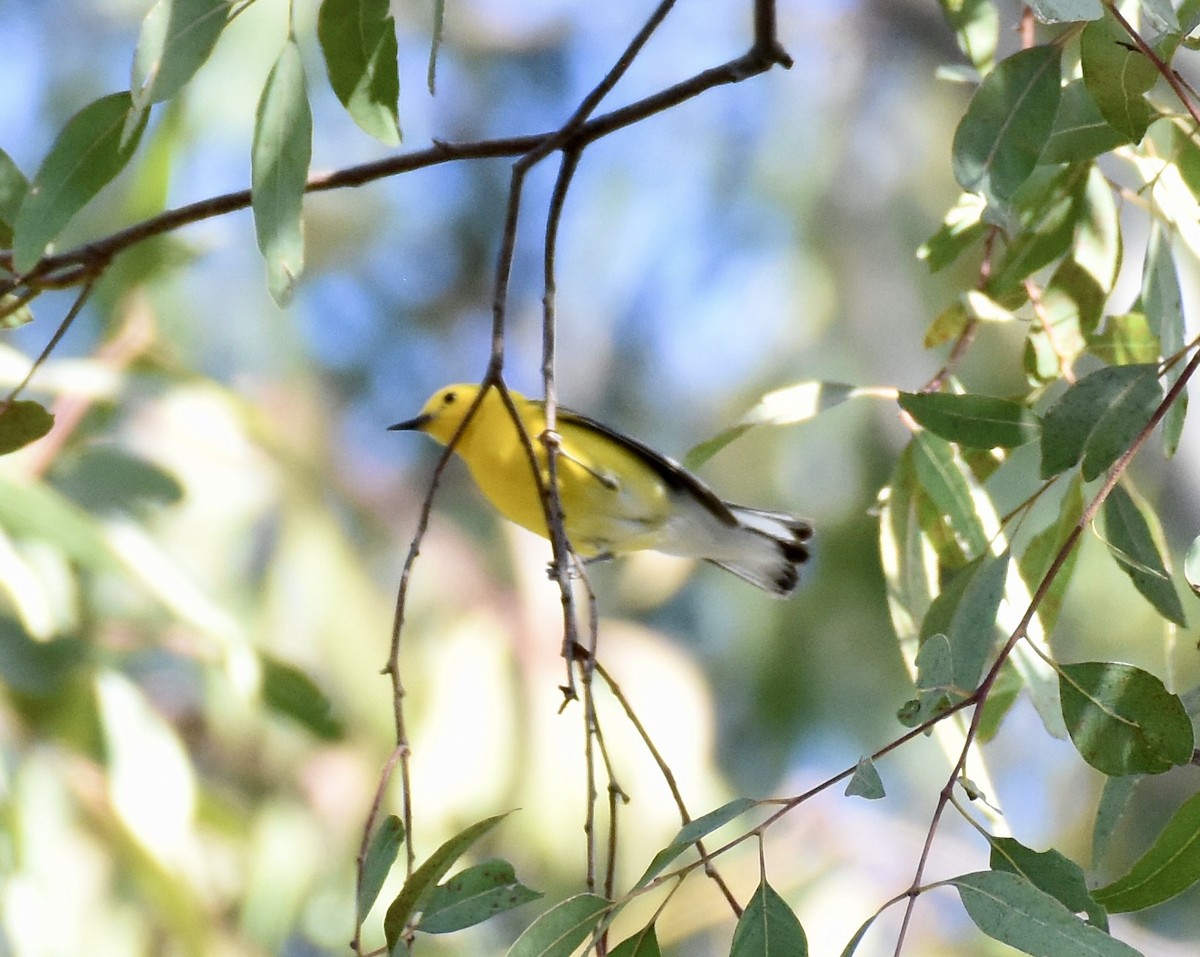 Prothonotary Warbler - ML620756028