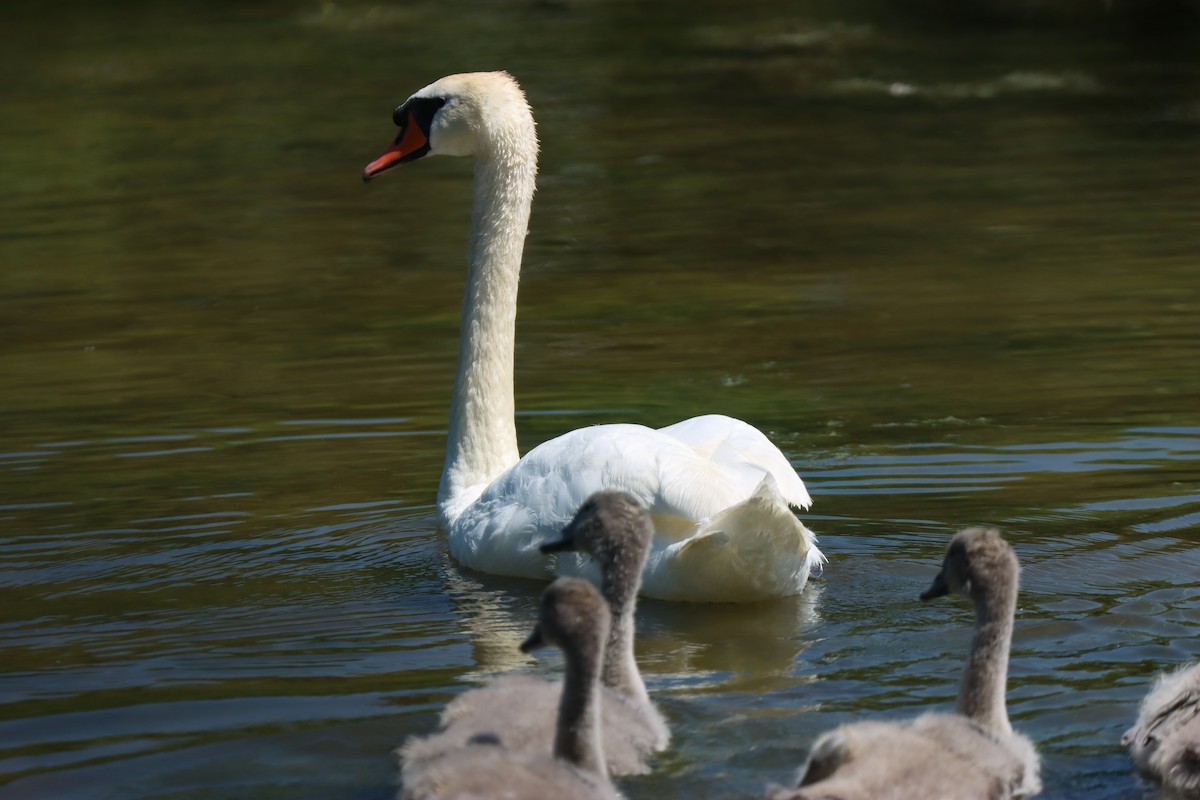 Mute Swan - ML620756032